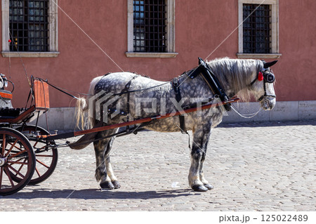 Spotted gray draft horse harnessed to traditional wooden carriage on cobblestone street in historic city center Spotted gray draft horse harnessed to traditional wooden carriage on cobblestone street in historic city center 125022489