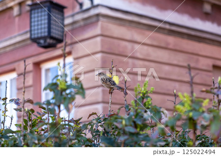 Sparrow resting on budding branch of green bush in front of historic building with windows and lantern in city center Sparrow resting on budding branch of green bush in front of historic building with windows and lantern in city center 125022494
