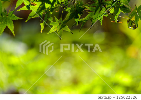新緑に染まるモミジの葉とやわらかな光の背景 125022526