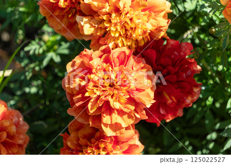 陽光に照らされ咲く鮮やかなマリーゴールド 125022527