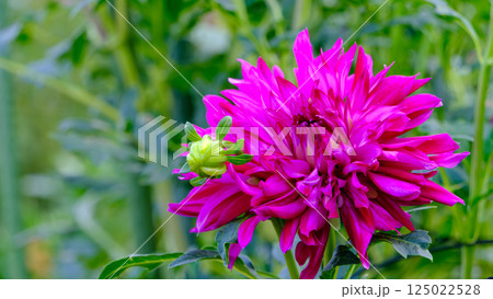 華やかなピンクの皇帝ダリアが咲く秋の日 125022528