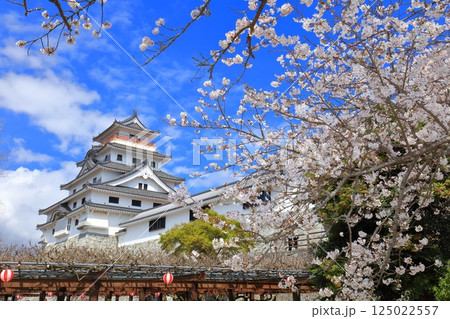 【佐賀県】晴天の唐津城天守閣と満開の桜 【佐賀県】晴天の唐津城天守閣と満開の桜 125022557