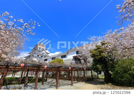 【佐賀県】晴天の唐津城天守閣と満開の桜 125022566