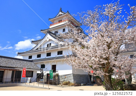 【佐賀県】晴天の唐津城天守閣と満開の桜 125022572