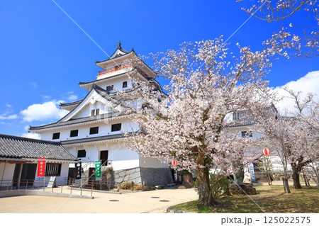 【佐賀県】晴天の唐津城天守閣と満開の桜 125022575