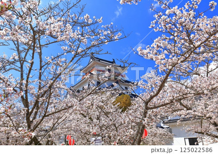 【佐賀県】晴天の唐津城天守閣と満開の桜 125022586