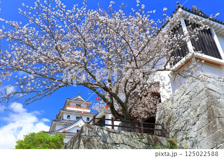 【佐賀県】晴天の唐津城天守閣と満開の桜 125022588
