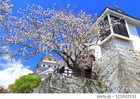 【佐賀県】晴天の唐津城天守閣と満開の桜 【佐賀県】晴天の唐津城天守閣と満開の桜 125022591