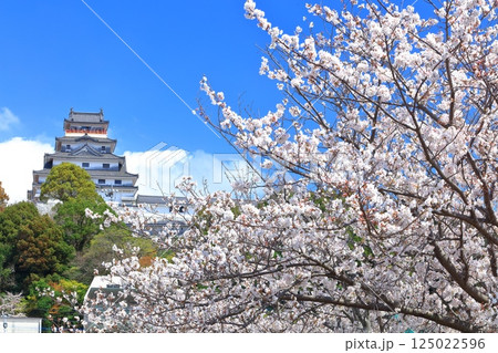 【佐賀県】晴天の唐津城天守閣と満開の桜 125022596