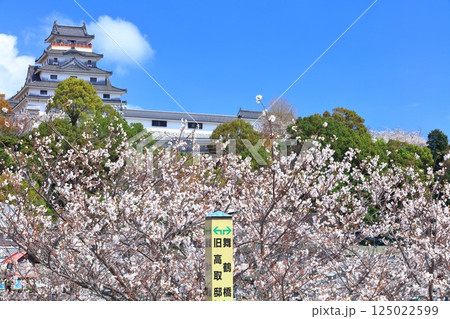 【佐賀県】晴天の唐津城天守閣と満開の桜 125022599