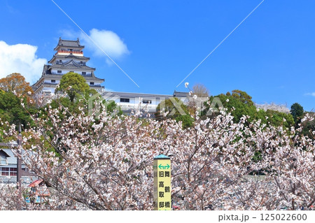 【佐賀県】晴天の唐津城天守閣と満開の桜 125022600