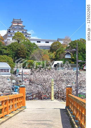 【佐賀県】晴天の唐津城天守閣と満開の桜 125022605