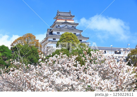 【佐賀県】晴天の唐津城天守閣と満開の桜 125022611
