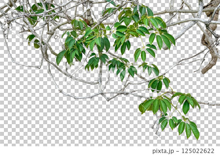 A cutting of a beautiful mulberry tree with its vine branches and green leaves. 125022622