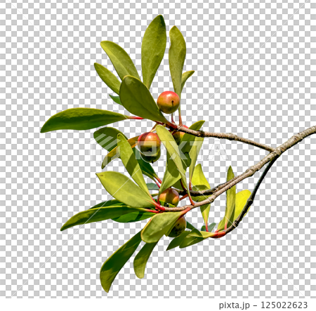 Cutting of a Japanese quince tree with colored berries Cutting of a Japanese quince tree with colored berries 125022623