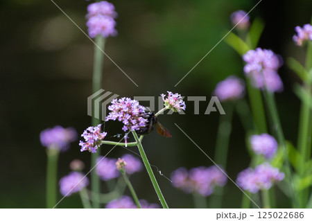 蜜を求めて飛ぶ蜂と紫の花 125022686