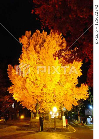 熊野大社　大銀杏　紅葉　黄葉　ライトアップ　南陽市 125022842