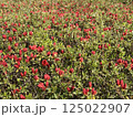 一面の赤くて小さなツツジのつぼみ 125022907