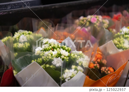 White kalanchoe flowers in decorative plastic wrap on supermarket shelf with blooming buds and colorful floral arrangements in background of store display White kalanchoe flowers in decorative plastic wrap on supermarket shelf with blooming buds and colorful floral arrangements in background of store display 125022937