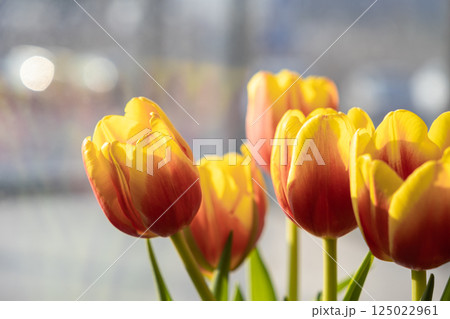 Bright yellow red tulips in soft sunlight near window, beautiful spring flowers blooming indoors with natural light and peaceful warm atmosphere 125022961