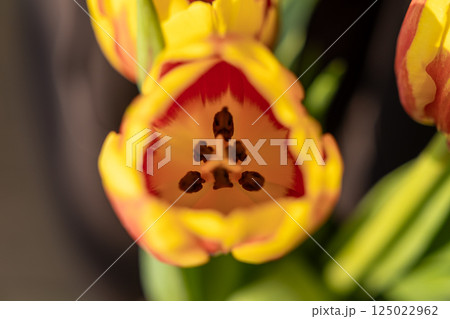 Macro view of vibrant tulip flower in full bloom, showing delicate yellow and red petals with detailed pistil and stamens in soft natural sunlight 125022962