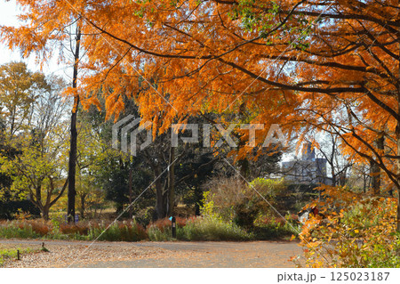 Autumn Colored Foliage With Sunlight Shining Through Tree Branches Autumn Colored Foliage With Sunlight Shining Through Tree Branches 125023187