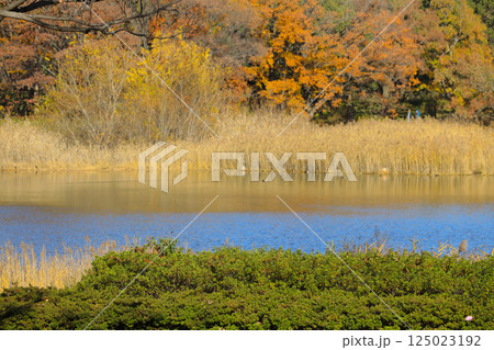 Scenic Park Landscape with Autumn Foliage and Calm Lake Reflection Dec 4 2024 125023192