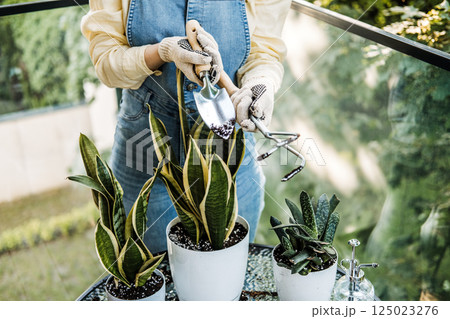 Gloved hands of a young person misting houseplants on a balcony garden table. Eco-generation values, indoor plant care, small space gardening, sustainability habits 125023276