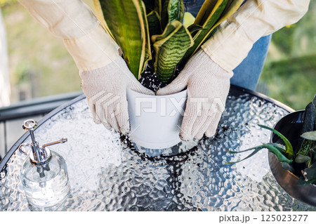 Close-up of gloved hands pressing soil around a snake plant in a white ceramic pot. Eco-friendly decor, sustainable design, plant styling, green living 125023277