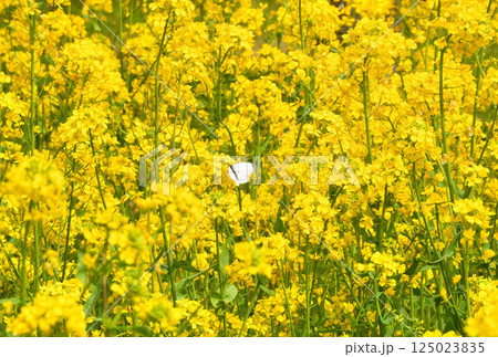 サクラと菜の花 サクラと菜の花 125023835