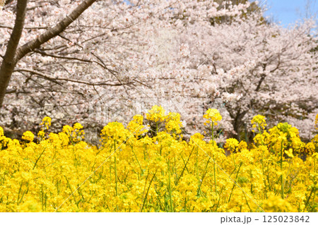 サクラと菜の花 サクラと菜の花 125023842