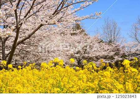 サクラと菜の花 サクラと菜の花 125023843