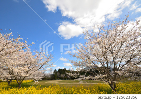 サクラと菜の花 サクラと菜の花 125023856