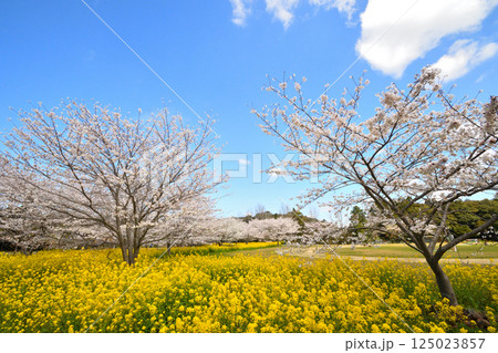 サクラと菜の花 125023857