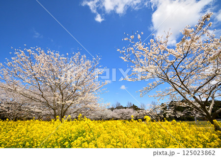 サクラと菜の花 サクラと菜の花 125023862