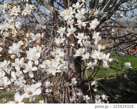 春の日差しを浴びたコブシの白い花(たくさんの花をつけた辛夷の木) 春の日差しを浴びたコブシの白い花(たくさんの花をつけた辛夷の木) 125024328