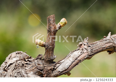 Young buds with sap drop on vine branches in spring. Agriculture. Young buds with sap drop on vine branches in spring. Agriculture. 125024333