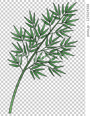 竹草的插圖 125024388