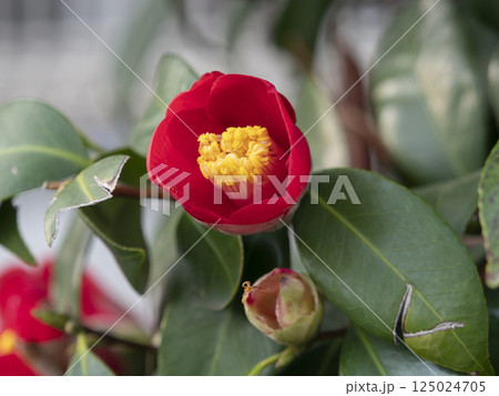 開花した椿の花 125024705