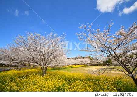 サクラと菜の花 サクラと菜の花 125024706