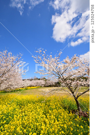 サクラと菜の花 サクラと菜の花 125024708