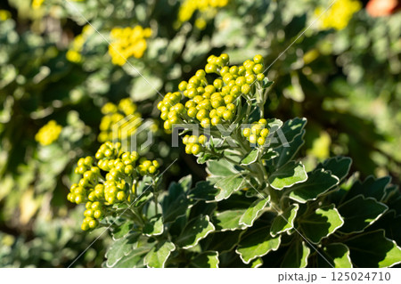 イソギク 磯菊 いそぎく 125024710