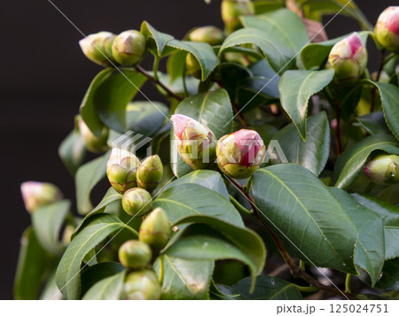 椿のツボミ 125024751