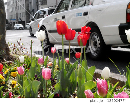 日差しを浴びた色とりどりのチューリップ(道端の花壇の鬱金香) 日差しを浴びた色とりどりのチューリップ(道端の花壇の鬱金香) 125024774