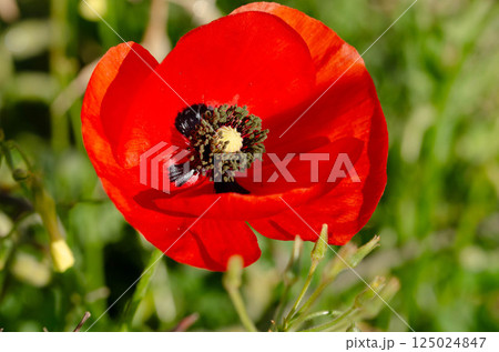 Red Poppy Flower on Green Background Red Poppy Flower on Green Background 125024847