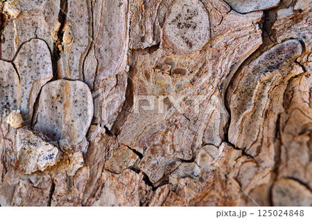 Abstract Natural Texture of Weathered Tree Bark in Earthy Tones 125024848