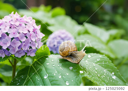 紫陽花の花とカタツムリ 125025092