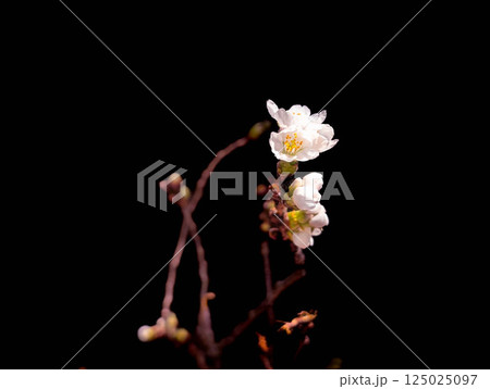 桜の花ひらく 桜の花ひらく 125025097