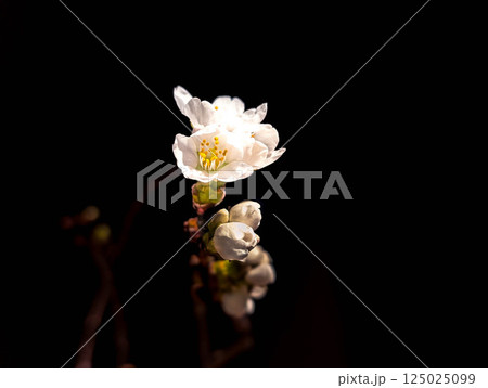 桜の花ひらく 125025099