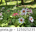 初夏の花壇に咲く九輪草 125025235